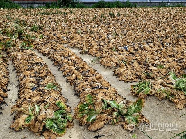 ▲ 13일 찾은 강릉시 사천면의 한 배추밭 배추들이 역대급 폭염에 더해 비가 내리지 않아, 말라 타들어 갔다.황선우 기자