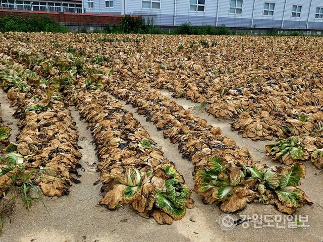 ▲ 13일 찾은 강릉시 사천면의 한 배추밭 배추들이 역대급 폭염에 더해 비가 내리지 않아, 말라 타들어 갔다.황선우 기자