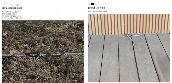 최근 일부 온라인 커뮤니티에서는 서울 도심에서 뱀을 발견했다는 목격글이 올라오고 있다./사진=온라인 중고거래 플랫폼 캡처.