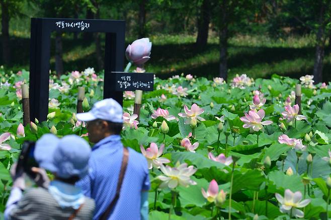 [강릉=뉴시스] 강릉 경포가시연습지에 멸종위기야생샹물 2급으로 지정된‘가시연’과‘각시수련’이 개화한 모습.(사진=강릉시 제공)photo@newsis.com *재판매 및 DB 금지