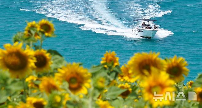 [제주=뉴시스] 우장호 기자 = 비구름대가 소강상태를 보인 14일 오전 제주시 조천읍 함덕리 서우봉에 해바라기가 활짝 펴 시선을 사로 잡고 있다. 2025.07.14. woo1223@newsis.com