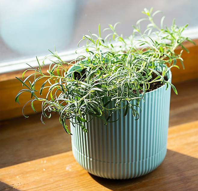 모기 퇴치에 도움을 주는 로즈마리 화분. 사진=게티이미지뱅크