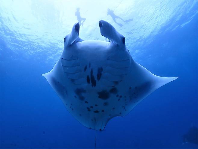 몰디브 일부 지역에서만 체험 가능한 만타레이 투어. 사진제공|팜투어