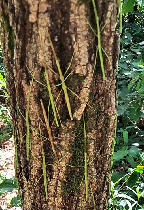 지난 13일 인천 서구 원적산 등산로의 한 나무에 대벌레 여러 마리가 붙어 있다. 2025.7.13 /독자 제공