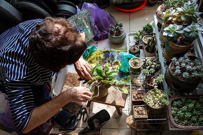 화초는 사람과 같다. 혼자 있으면 외로워 죽는다. 죽어가는 화초도 여사에게 오면 살려낸다. 잘 모르지만 내 방식대로 한다. 2023. 3월/ 사진가 박찬원