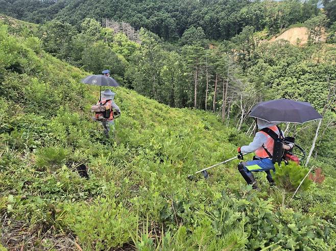 강원 강릉시 옥계면 일대 국유림에서 산림청 강릉국유림관리소 직원들이 무더위를 피하기 위해 예초기에 양산을 꽂은 채 일하고 있다. 기상청에 따르면 1∼7일 전국 평균 기온은 28.1도로 기상 관측이 체계화된 1973년 이후 가장 더웠다. 강릉=뉴스1