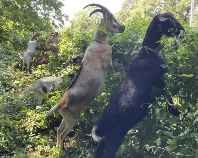 출처=엑스(galeabrewer)