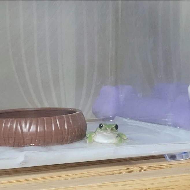 샤인머스캣에서 개구리 나온 사람 ㅋㅋㅋㅋ ...jpg 샤인머스캣에서 개구리 나온 사람 ㅋㅋㅋㅋ ...jpg