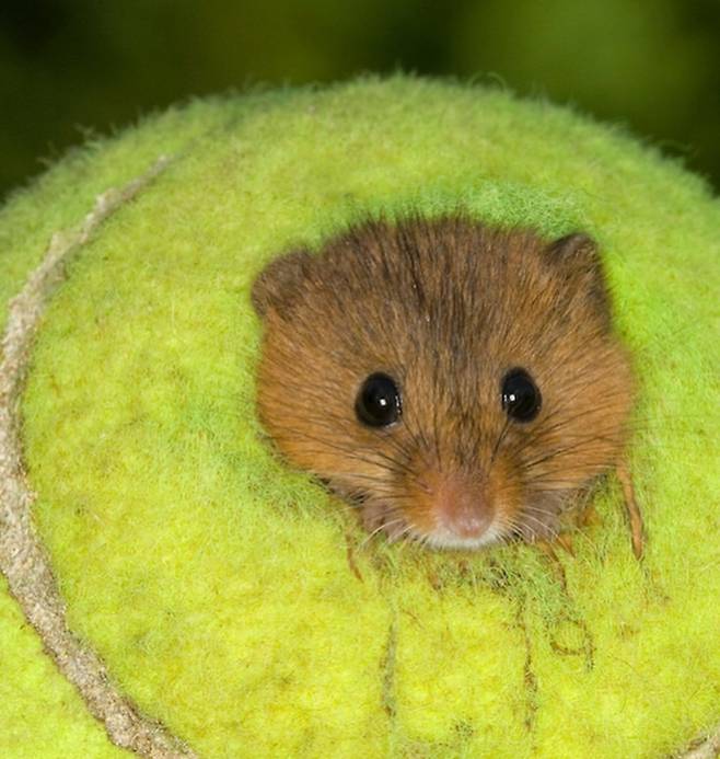 IMG_6491.jpeg 윔블던 테니스공 55,000개, 동물보호 위해 기부 ㄷㄷㄷ