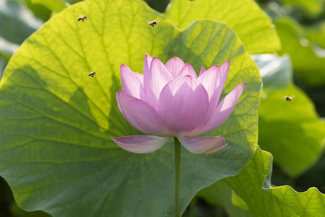 충만한 연꽃 향기에 벌들이 즐겁기만 하다.
