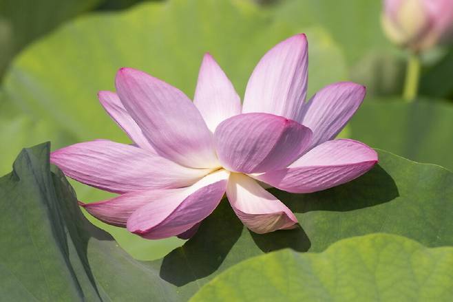 오전 7시48분. 활짝 핀 아라홍련.