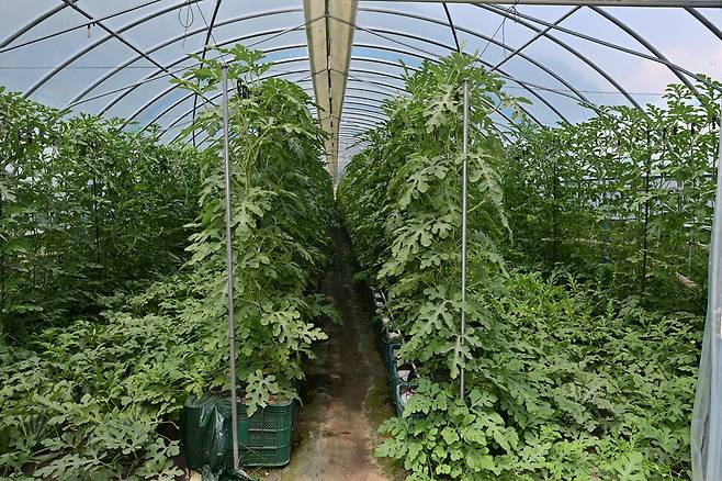 봉화 재산지구 수박 수직 재배 모습. 경북도 제공