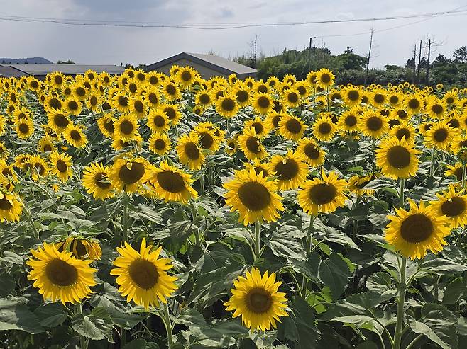 저지리 옆 금악리 해바라기 꽃밭