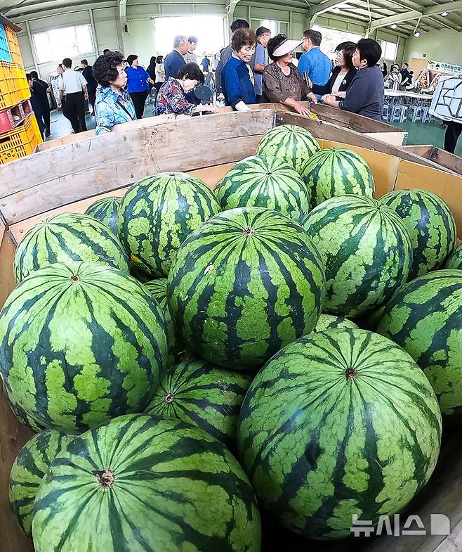 [제주=뉴시스] 우장호 기자 = 올해 폭염으로 수박값이 크게 오른 15일 오전 제주시 애월읍 신엄리 농산물 직판장에서 수박 직거래 장터가 열려 방문객들이 잘 익은 수박을 둘러보고 있다.한국농수산식품유통공사(aT) 집계에 따르면 전날 수박 한 통 평균 소매 가격은 전통시장에서 3만327원으로 3만원을 돌파했고, 전국 평균 수박 가격도 2만9816원으로 3만원을 눈앞에 뒀다. 2025.07.15. woo1223@newsis.com