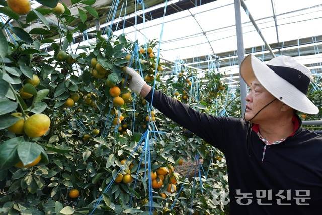 제주 서귀포시 남원읍 의귀리에서 하우스감귤을 재배하는 오지훈씨가 최근 폭염과 열대야가 작황에 미치는 영향에 관해 설명하고 있다.