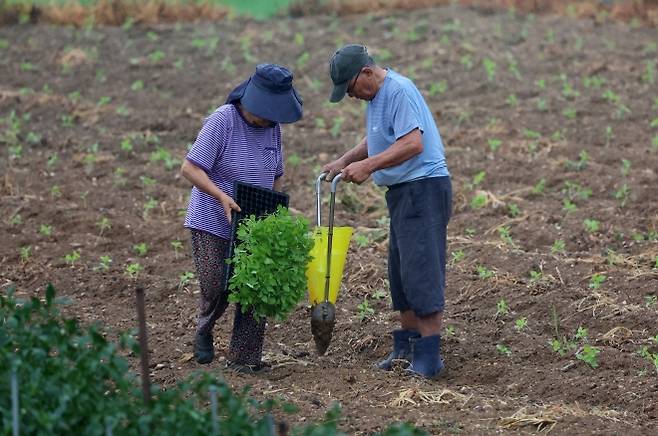 비 내리자 모종 심는 농부 - 극심한 가뭄을 겪던 강원 강릉지역에서 단비가 내린 14일 경포동 들녘에서 농민들이 비를 맞으며 모종을 심고 있다. 강원지방기상청에 따르면 강릉에는 이틀 연속 비가 내렸지만 이날 오후 2시 현재 누적 강우량이 29.3㎜에 그쳐 가뭄 해갈에는 부족했다. 강릉 연합뉴스