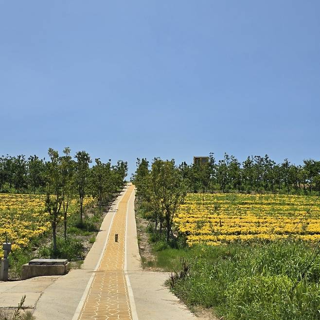 팔금도 옐로 정원의 모습