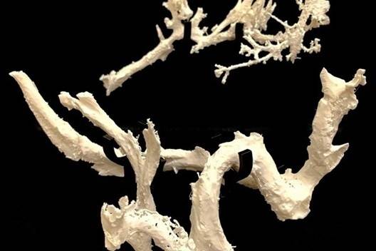 3D 프린터로 다시 복원한 스코티의 갈비뼈 내 혈관. Credit: Jerit Mitchell