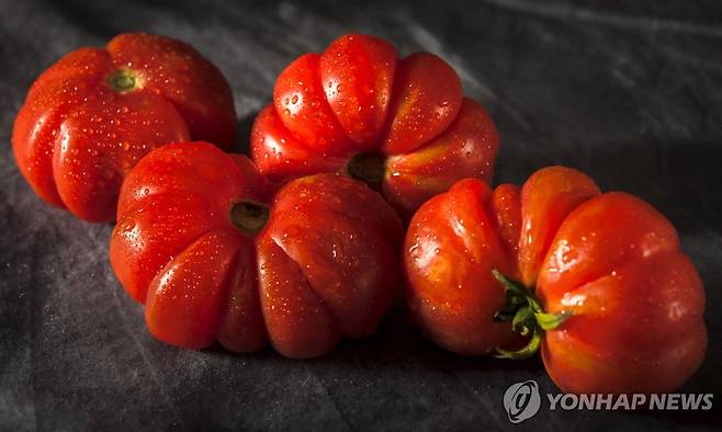 멕시코 '키드니 토마토' [AFP 연합뉴스 자료사진. 재판매 및 DB 금지]