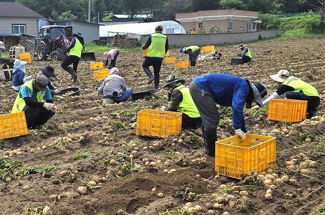 감자수확하는 라오스 계절근로자 [보은군 제공. 재판매 및 DB금지]