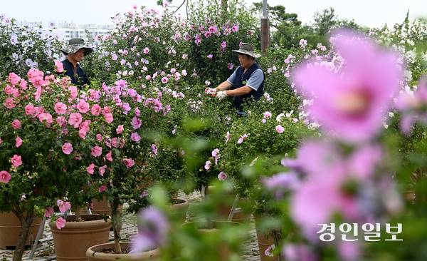 제헌절을 하루 앞둔 16일 오전 수원시 권선구 수원무궁화원에서 관계자들이 무궁화를 관리하고 있다. 2025.7.16 /최은성기자 ces7198@kyeongin.com