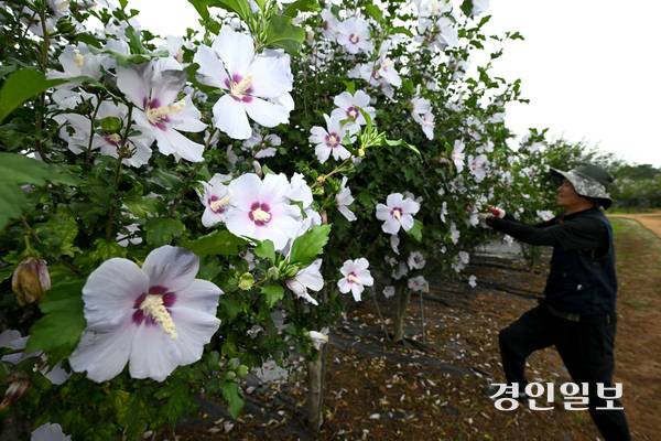 제헌절을 하루 앞둔 16일 오전 수원시 권선구 수원무궁화원에서 관계자들이 무궁화를 관리하고 있다. 2025.7.16 /최은성기자 ces7198@kyeongin.com