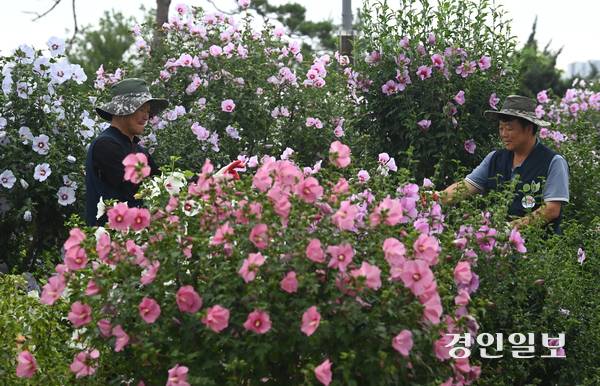 제헌절을 하루 앞둔 16일 오전 수원시 권선구 수원무궁화원에서 관계자들이 무궁화를 관리하고 있다. 2025.7.16 /최은성기자 ces7198@kyeongin.com