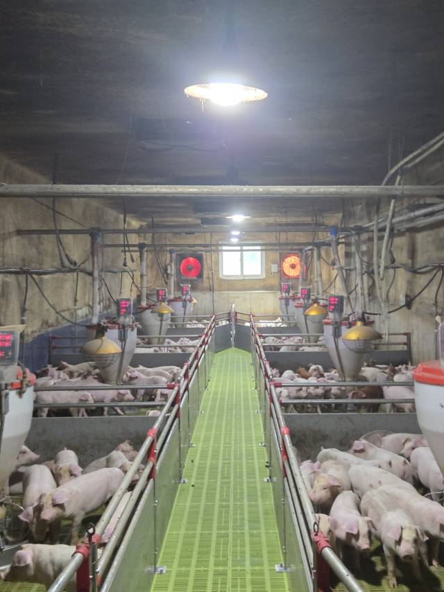 올해 유독 이른 불볕더위에 따라 경남에서 가축 폐사율이 1년 사이 10배 넘게 폭증하고 있다. 사진은 경남의 한 돼지 축사 현장. 경남도 제공