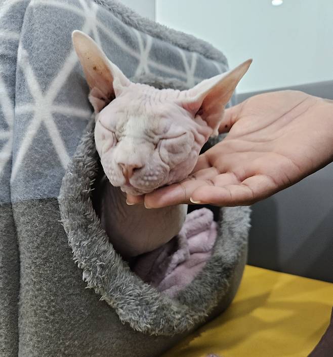 사람을 매우 좋아하는 고양이 '포포'는 현재 고양이병원 소설에서 중이염 치료를 받고 있다(나비야사랑해 제공). ⓒ 뉴스1