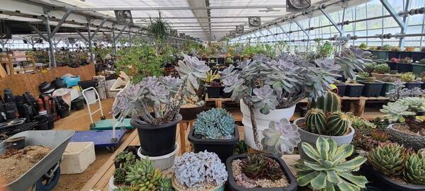 박대식 대표가 운영하는 '다육갤러리' . 온갖 다육이가 탐스럽게 자라고 있다.