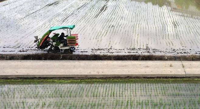 모내기 중인 농촌의 모습. 연합뉴스