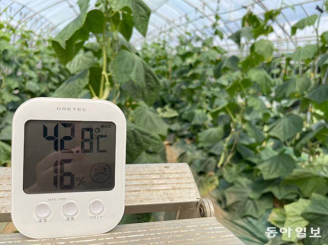 비닐하우스 내부가 42.8도를 기록한 모습. 이정훈 기자 jh89@donga.com