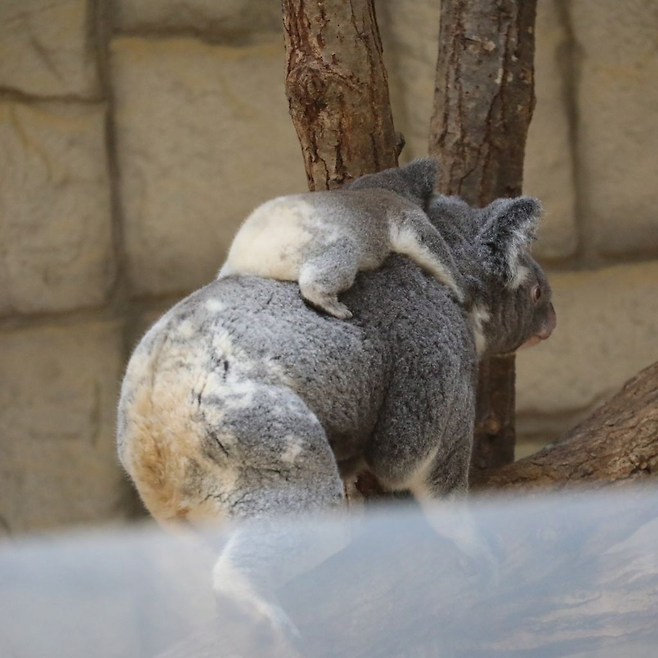 67f8df945a4729e2ff3a7e9f5843b78751f5b138.png 아기 코알라 궁둥이 본 사람?.jpg ㅋㅋㅋ