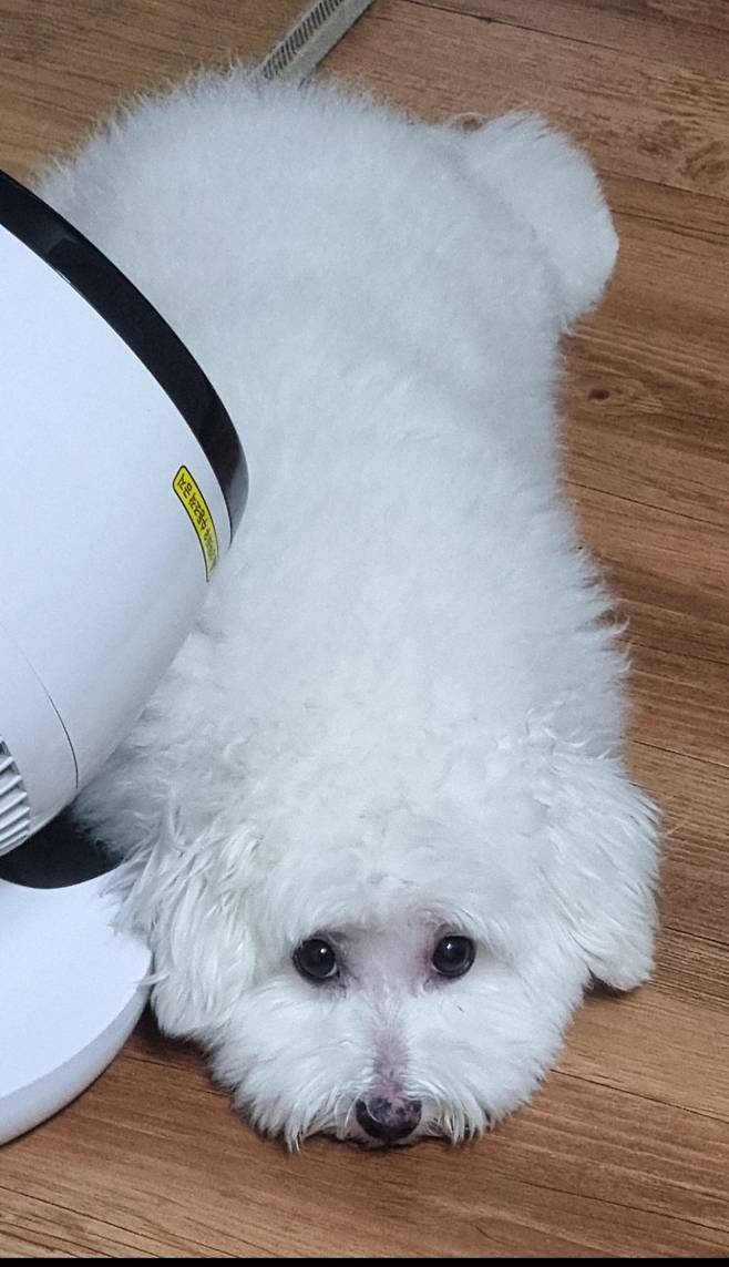 1000017932.jpg 우리집 강아지가 컴퓨터 그만하라는데?