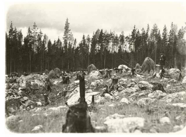 ▲ 지금으로부터 108년 전인 1917년에 핀란드 파다스요키 지역에서 실시된 ‘하이킨 헤이모 시험지’의 첫 연구가 시작된 곳. 자연자원연구원 Luke 제공