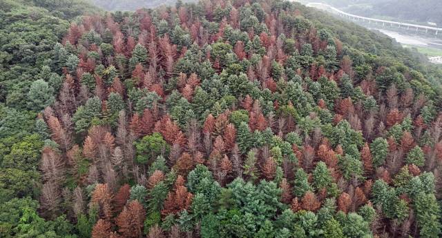 ▲ 15일 춘천 남산면의 한 야산에 소나무재선충에 감염된 소나무들이 누렇게 말라 죽어있다.  방도겸 기자