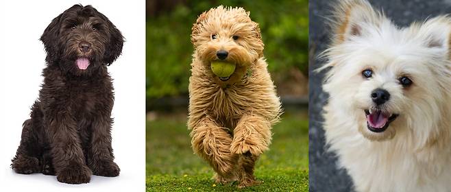 푸들과 교배해 알레르기 문제를 해결한 믹스 견종들. 왼쪽부터 레브라두들, 골든두들, 포마푸. 게티이미지뱅크, 픽사베이