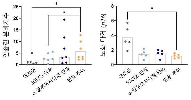 [그래프] 병용 투여군에서 인슐린 분비지수(왼쪽)가 가장 높았고, 노화 마커 p16 발현(오른쪽)이 가장 낮았다. 즉, 병용 투여가 인슐린 분비 향상과 노화 억제에 가장 효과적이었음을 시사했다.