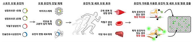 유전자 도핑 약물 종류와 유전자 가위를 이용한 검출 방법 모식도.[KIST 제공]