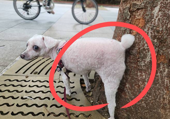 반려견이 가로수에 소변을 보고 있다.[독자 제공]