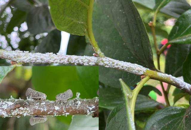 ▲미국선녀벌레ⓒ전남농업기술원 제공