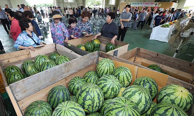 15일 제주시 애월읍 신엄리에서 열린 수박 직거래 장터 개장식에서 참석자들이 출하를 앞둔 수박을 살펴보고 있다.연합뉴스
