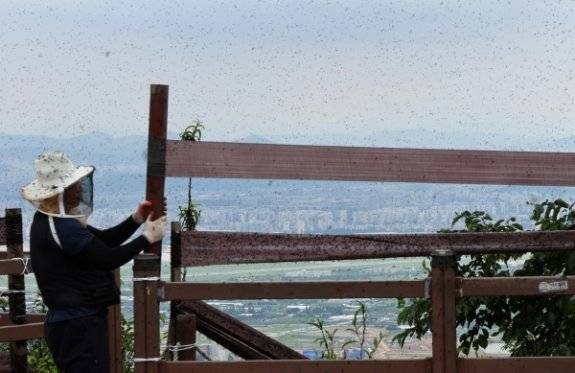 6월 30일 인천 계양구 계양산 정상에 붉은등우단털파리(러브버그) 무리가 하늘을 뒤덮고 있다. 동아DB