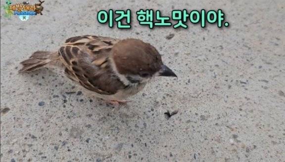 한 참새가 러브버그를 맛본 후 뱉고 있다. 유튜브채널 ‘제발돼라 PleaseBee’ 갈무리