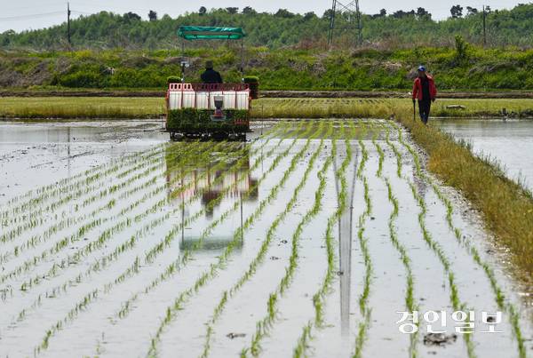 사진은 경기도내 한 들녘에서 농부가 이앙기를 이용해 모내기하고 있는 모습. 기사와 관련없음. /경인일보DB