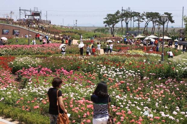 전라남도 곡성의 장미정원. 전남도 제공