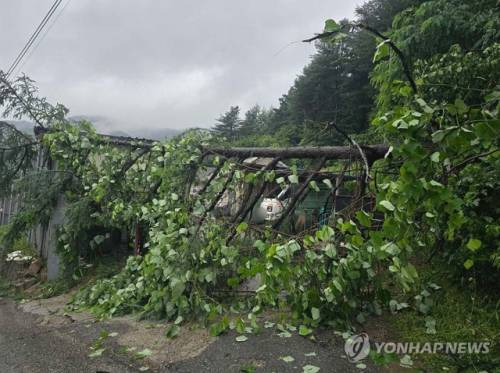◇강원 내륙과 산지를 중심으로 많은 비가 내린 17일 오전 춘천시 동산면 한 길가에 나무가 부러져 있다. 2025.7.17 [강원특별자치도소방본부 제공]