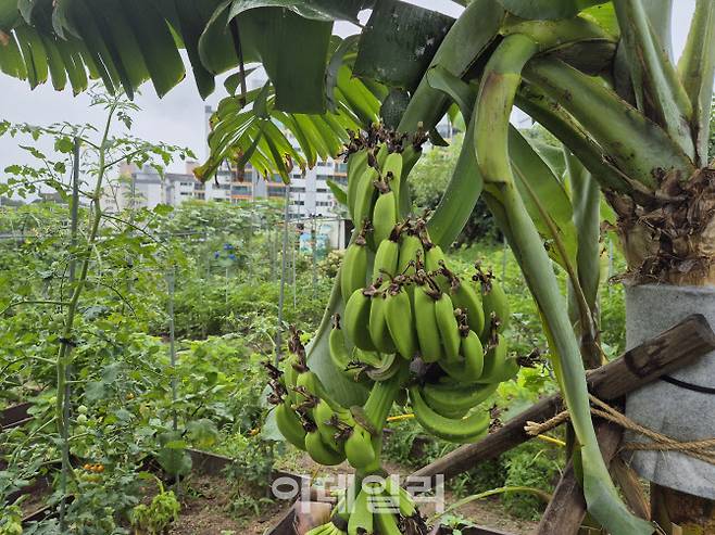 지난 15일 오전 서울 노원구 중계본동의 한 농원에 바나나가 주렁주렁 매달려 있다. (사진=정윤지 기자)