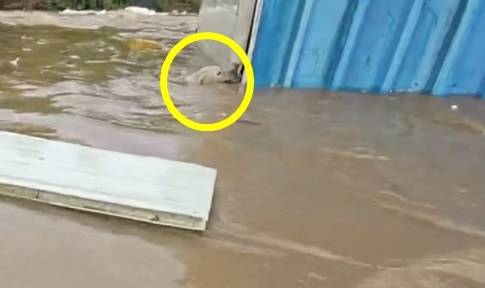 (온라인 커뮤니티 갈무리)