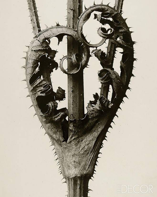 ‘Dipsacus Laciniatus’(1975).